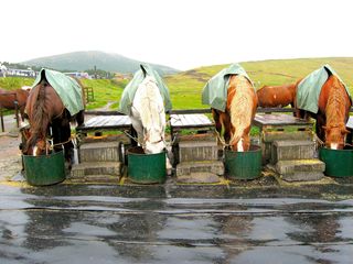 草千里の馬